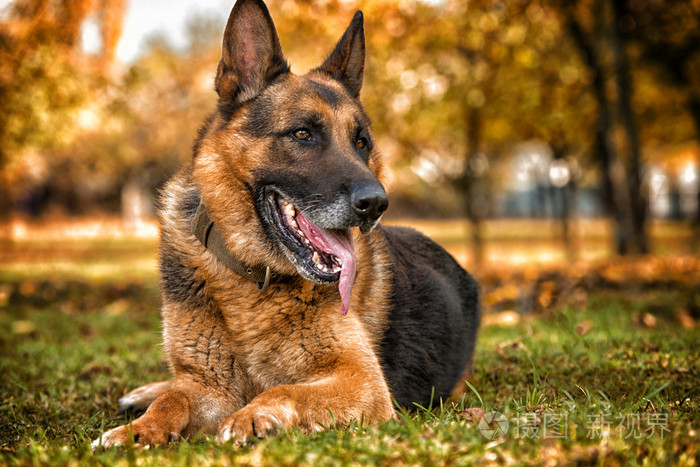 躺在草地上的德国牧羊犬