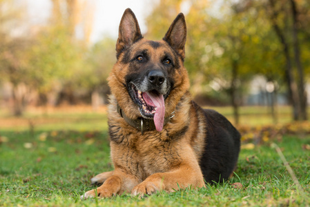 德国牧羊犬的肖像