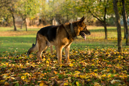 德国牧羊犬肖像侧视图图片