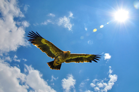 鹰在天空背景中飞行图片