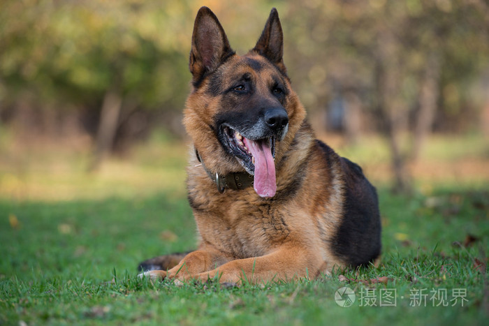 躺在草地上的德国牧羊犬