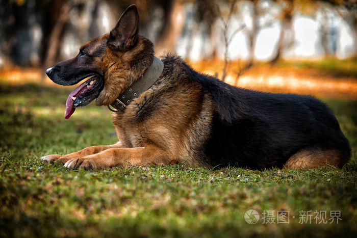 躺在草地上的德国牧羊犬