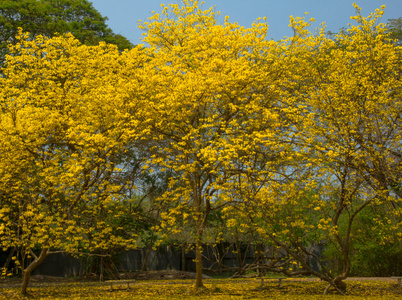 金树,乌桕培 tabeduia 香 (黄灯笼).尼科尔斯照片