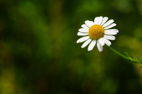 洋甘菊花