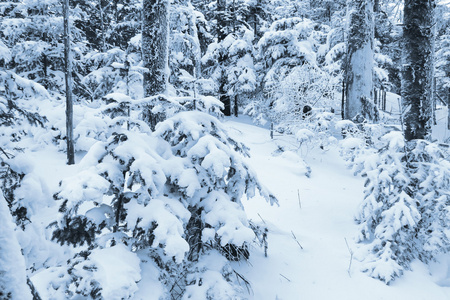 白雪皑皑的冬季森林