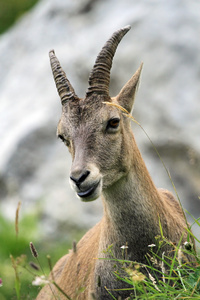 雌性野生阿尔卑斯山羊steinbock 肖像