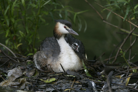 大朱鹮鷉，podiceps cristatus