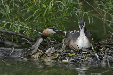 大朱鹮鷉，podiceps cristatus