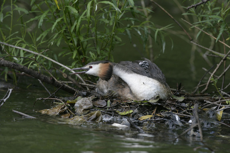 大朱鹮鷉，podiceps cristatus