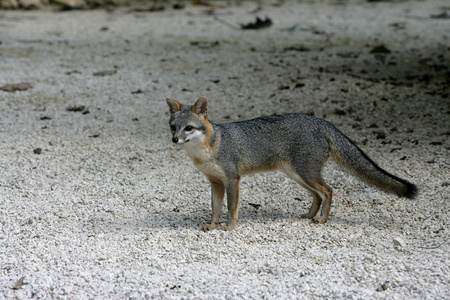 灰狐，urocyon cinereoargenteus