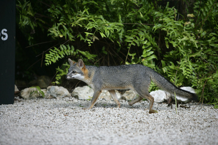 灰狐，urocyon cinereoargenteus