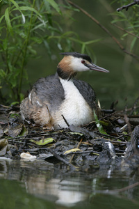 大朱鹮鷉，podiceps cristatus