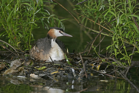 大朱鹮鷉，podiceps cristatus