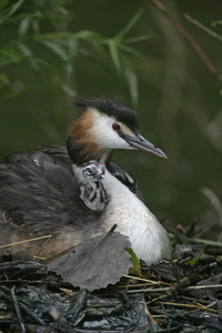 大朱鹮鷉，podiceps cristatus