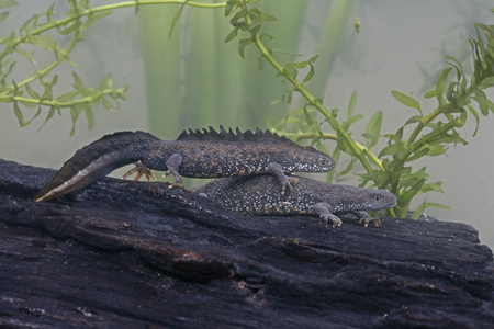 大朱鹮的蝾螈，triturus cristatus