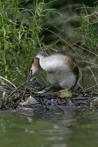 大朱鹮鷉，podiceps cristatus