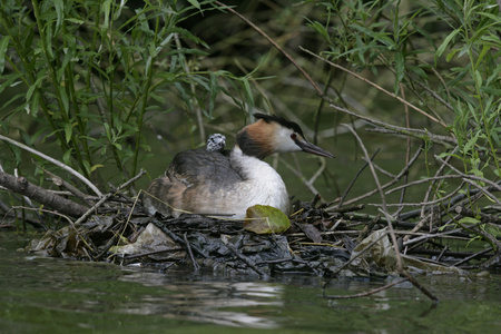 大朱鹮鷉，podiceps cristatus