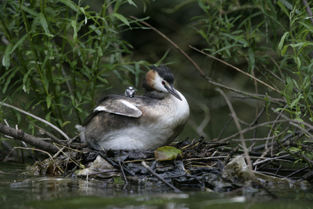 大朱鹮鷉，podiceps cristatus