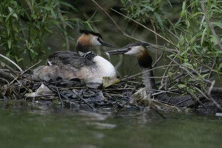 大朱鹮鷉，podiceps cristatus