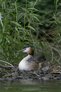 大朱鹮鷉，podiceps cristatus