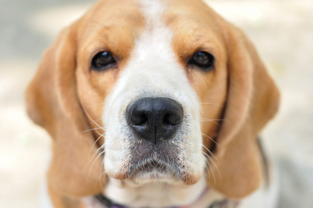 Beagle 