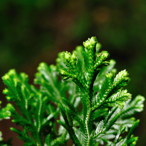 蕨类植物类型一次图片