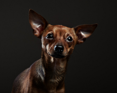 小猎犬的肖像