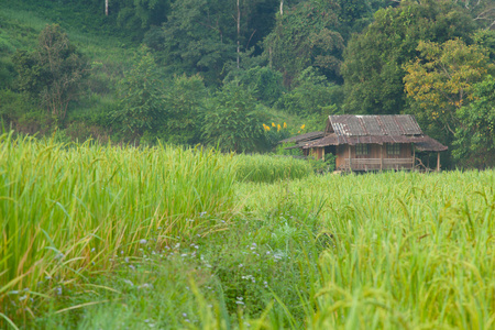 稻田上一座小山上有一座房子