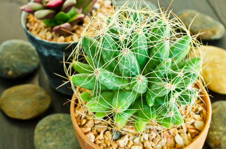 仙人掌植物在花盆里