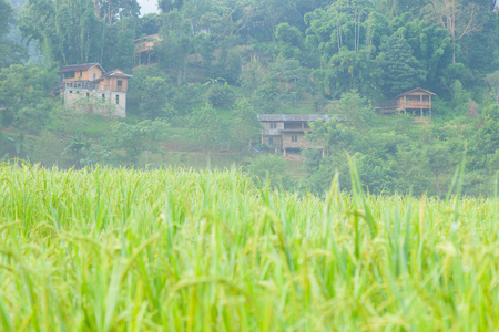 稻田上一座小山上有一座房子