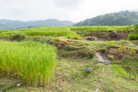 在山区农业领域