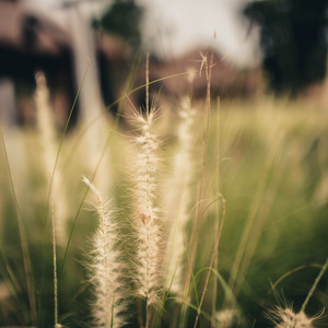 温暖的光着绿草的春天或夏天背景