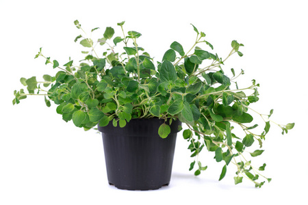 新鲜的牛至图片