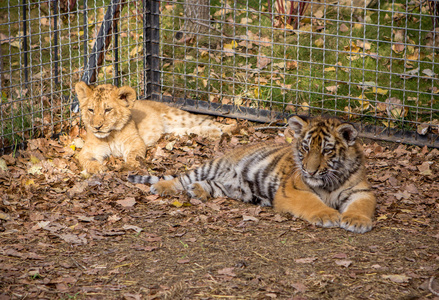 老虎和狮子的幼仔