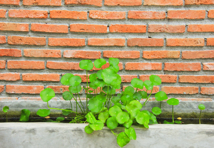 植物用砖