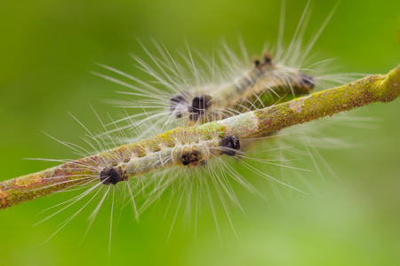 spilosoma 锦葵毛毛虫