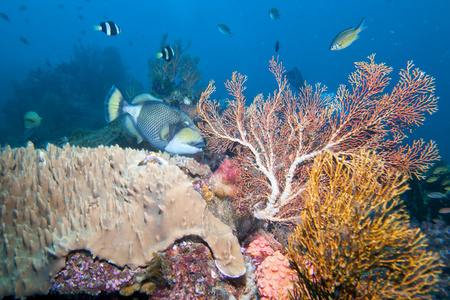 多彩的水下景观与珊瑚和鱼