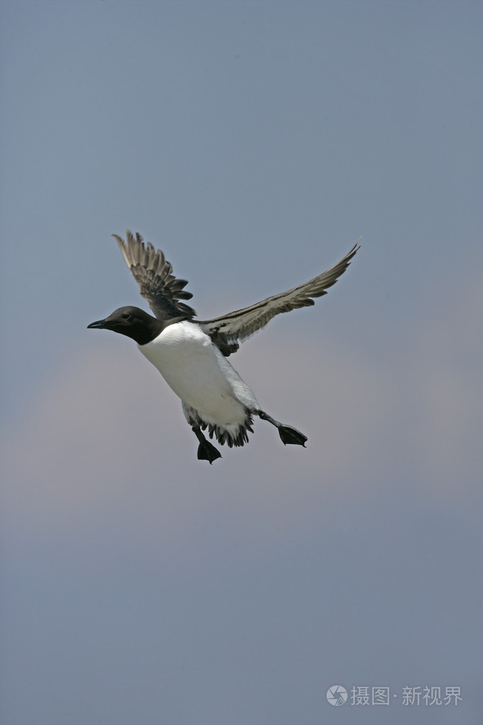 海鸠乌里亚aalge