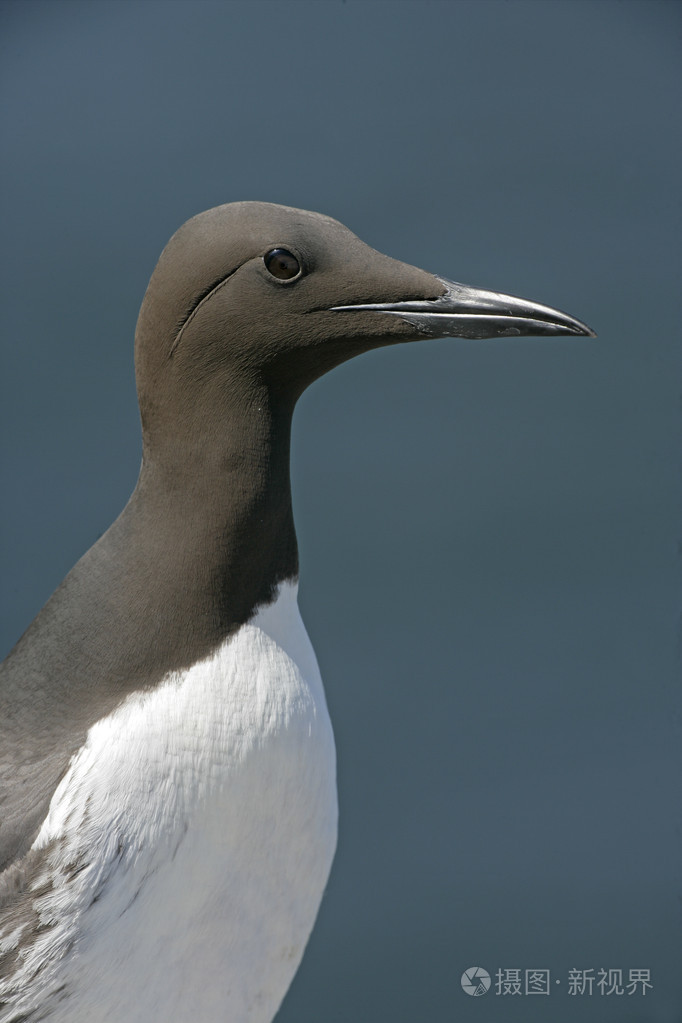 海鸠乌里亚aalge