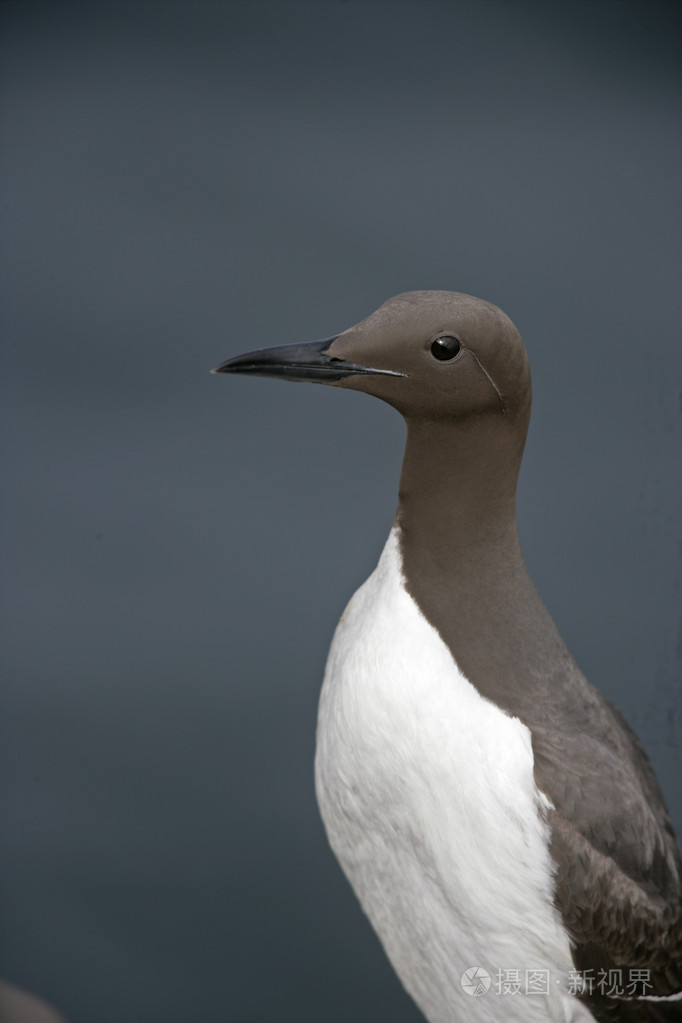海鸠乌里亚aalge