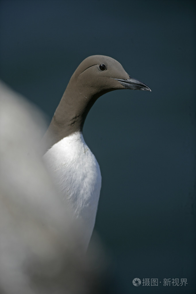 海鸠乌里亚aalge