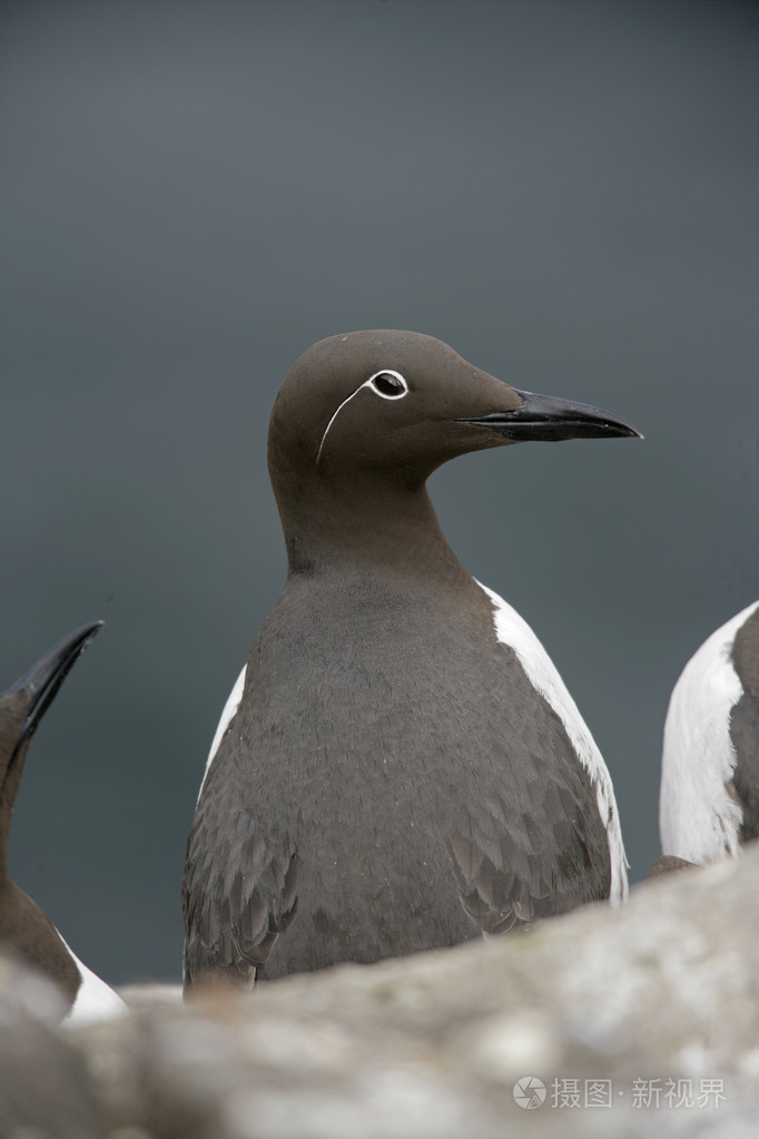 海鸠乌里亚aalge