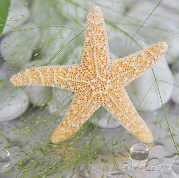 一只海星海事spa装饰的特写镜头