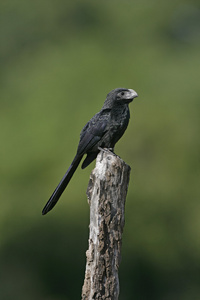 格罗夫嘴 ani，crotophaga sulcirostris