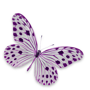 白色和紫色的蝴蝶