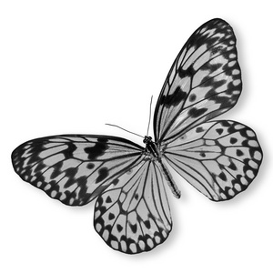 黑色和白色蝴蝶
