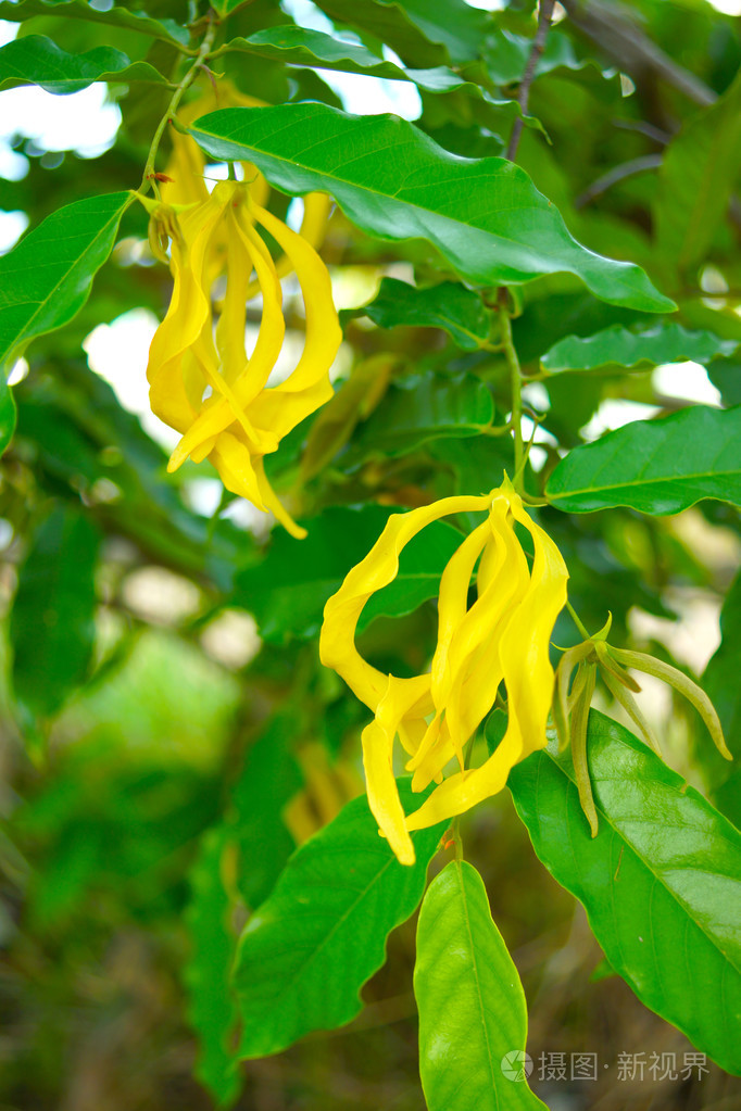 黄花的矮依兰学名卡南迦fr