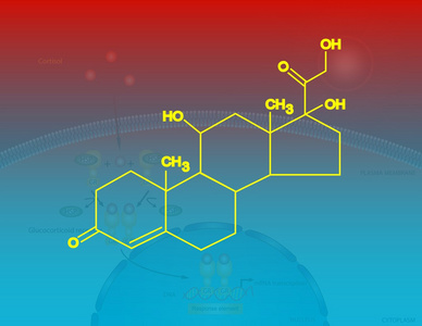 皮质醇分子结构