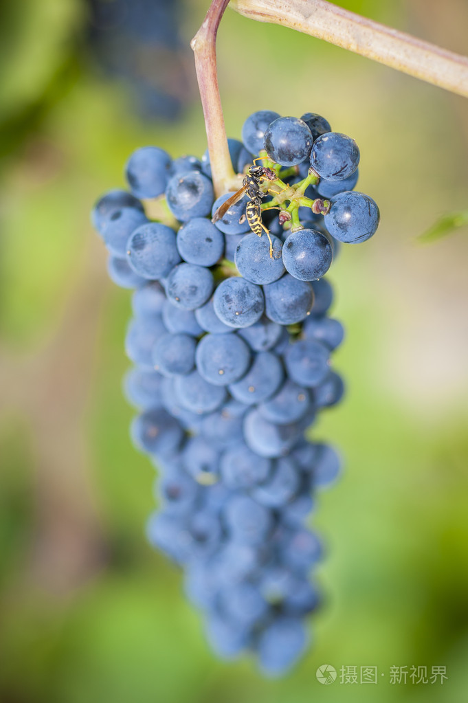 紫色与绿色的树叶在葡萄藤上的红葡萄新鲜水果