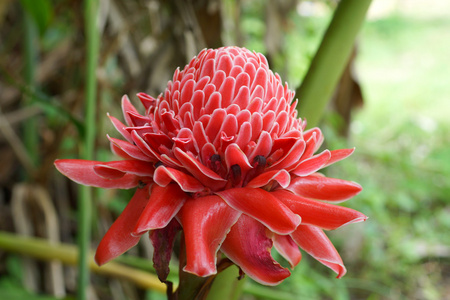 etlingera 丽格在花园里的热带朵红色的花